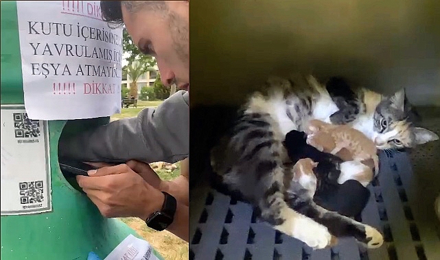 Yavru kedileri Buca Belediyesi grupları kurtardı