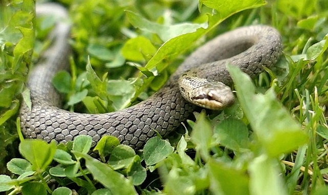 ‘Şehirdeki Yılanlar’ın 10. Dönemi 1 Temmuz’da National Geographic WILD Ekranlarında Başlıyor!